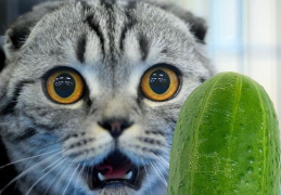 猫怕黄瓜,猫咪为何对黄瓜如此恐惧？