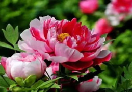 花中隐士是什么花,菊花——隐逸之花的文化内涵与象征意义