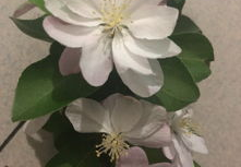 3月开什么花,三月花开盛宴